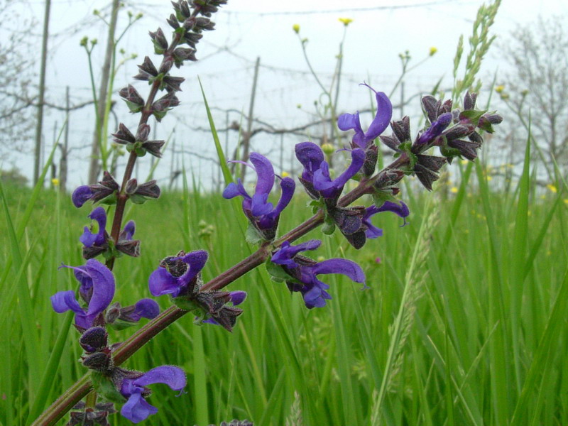 Salvia pratensis / Salvia comune